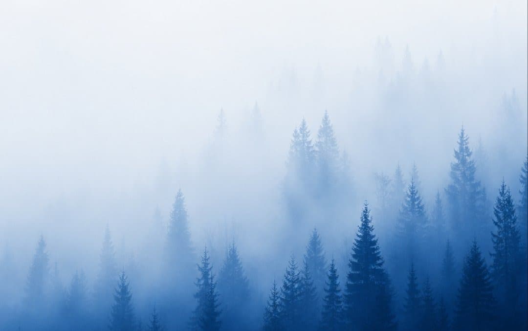 Misty forest background